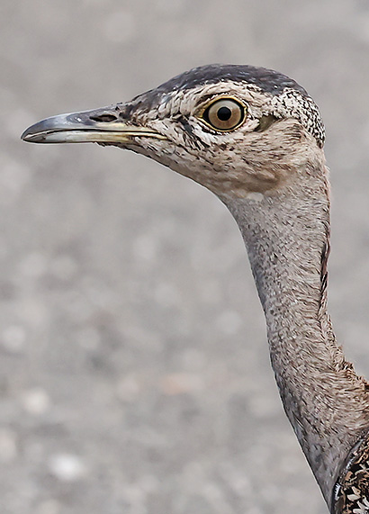 Red-crested Korhaan head